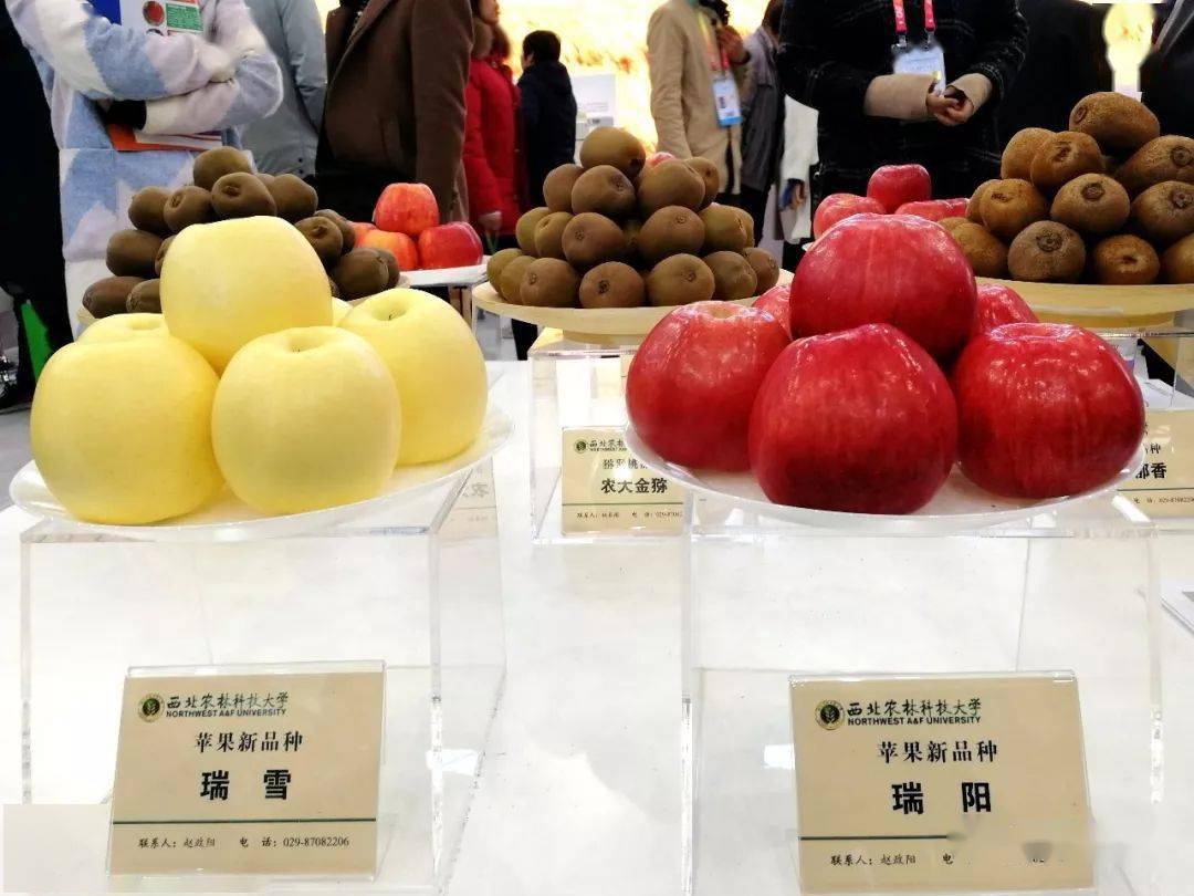瑞阳瑞雪苹果最新动态及种植管理技能指南