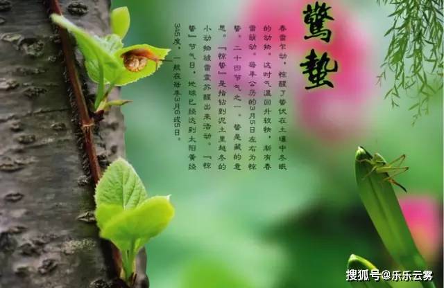 最新惊蛰图片，唤醒励志之魂，翱翔知识海洋